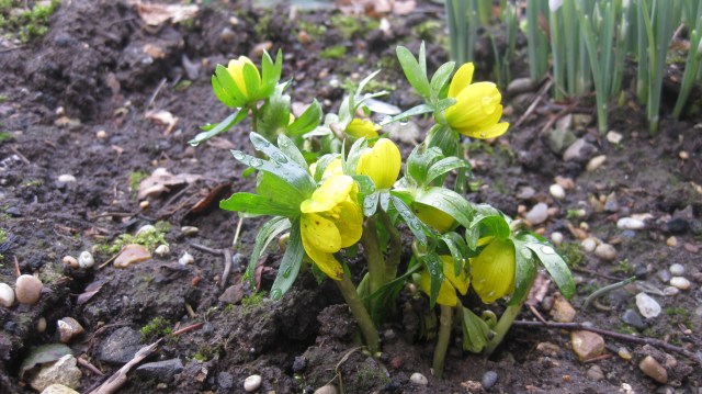 Aconites - The first sign of life!
