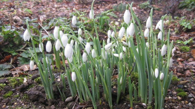 Then the snowdrops....