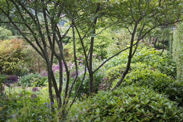 View through the Amalanchier