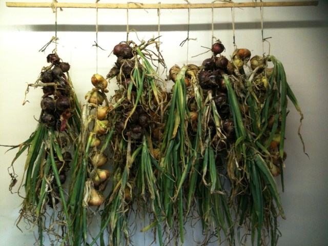 And finally.... Onion Art