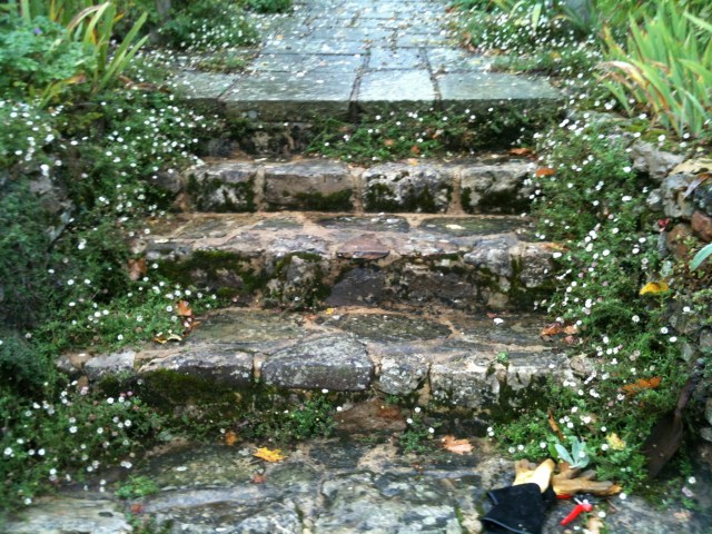 Erigeron karvanskianus