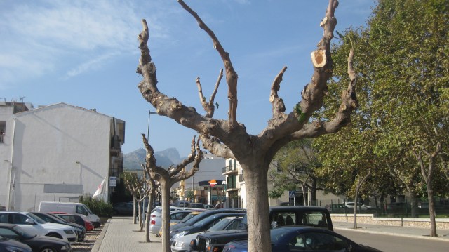 Pollarding in Pollenca!