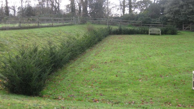 Yew hedge in waiting