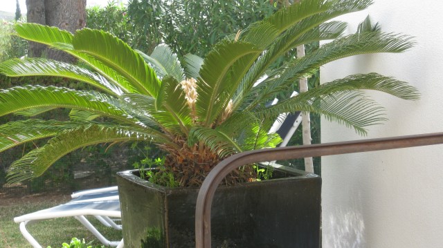 Cycad