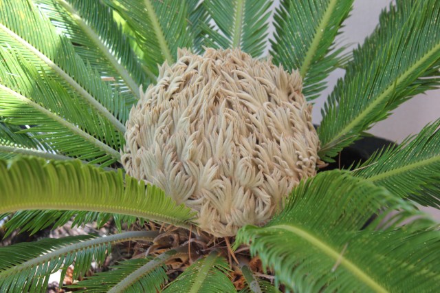 Cycad