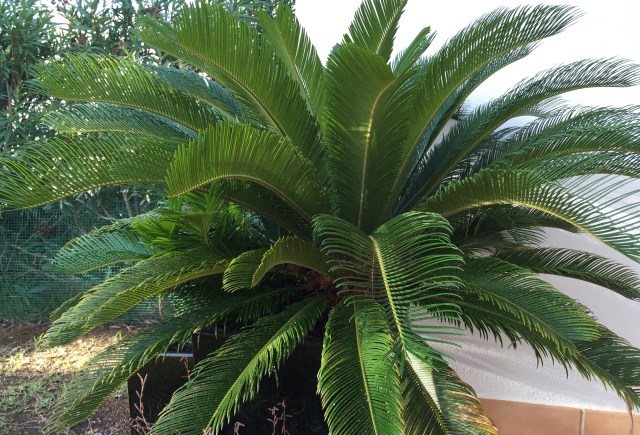 Cycad explodes on terrace