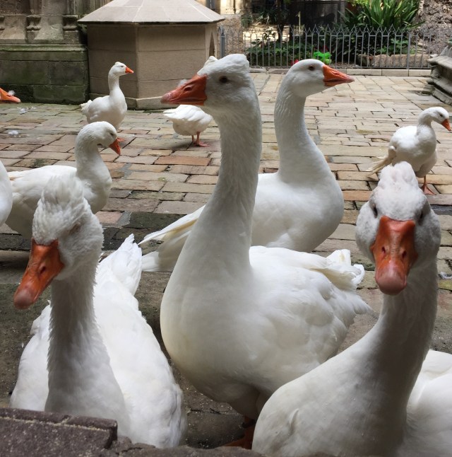 Geese in the cloisters!